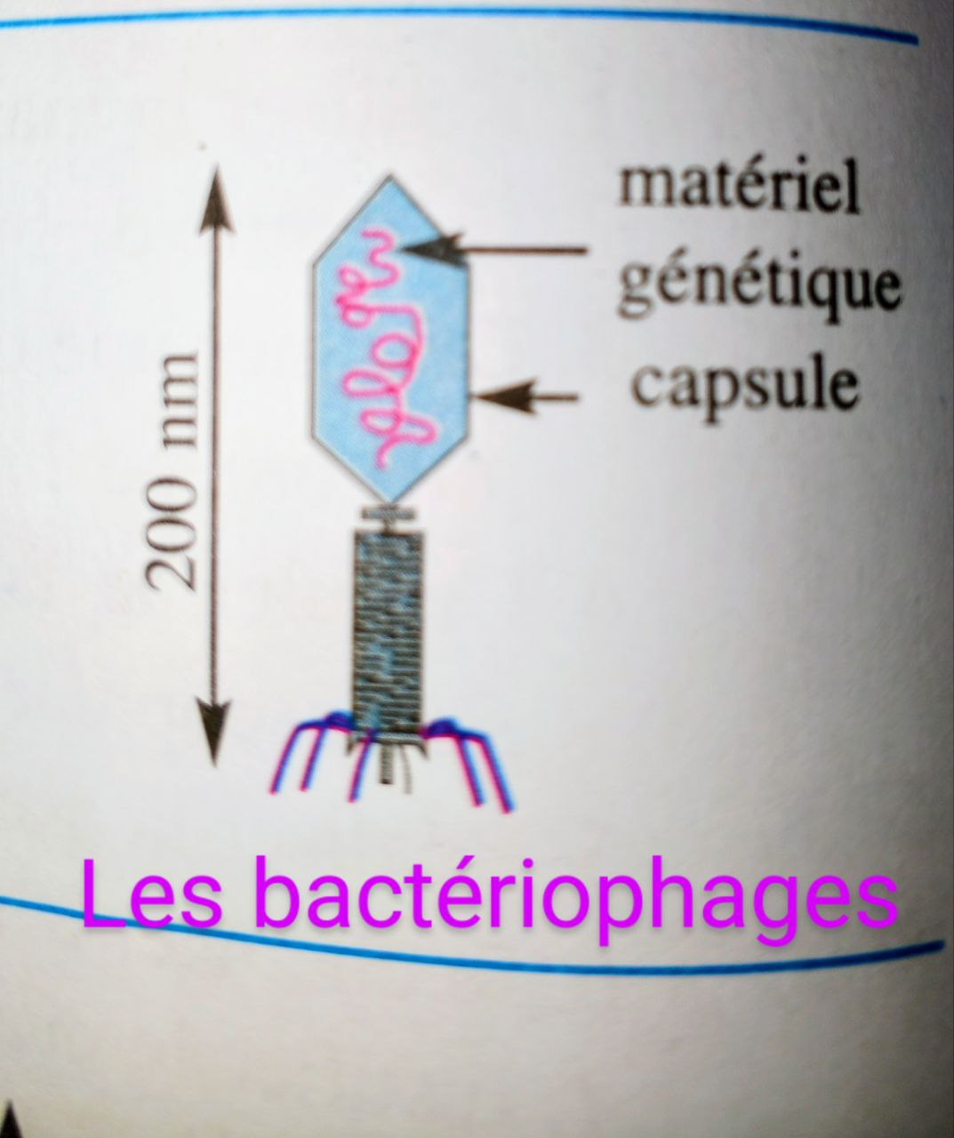 Virus - Bactériophage