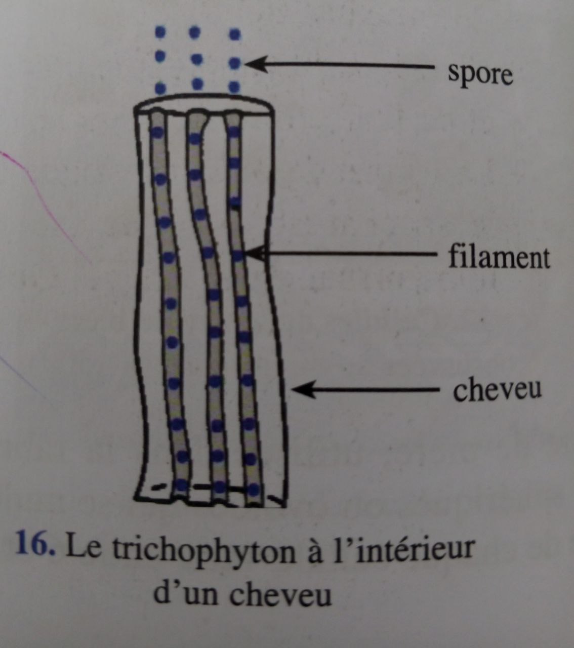 Pénicillium