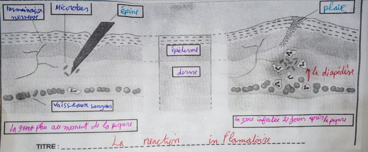Phagocytose complète