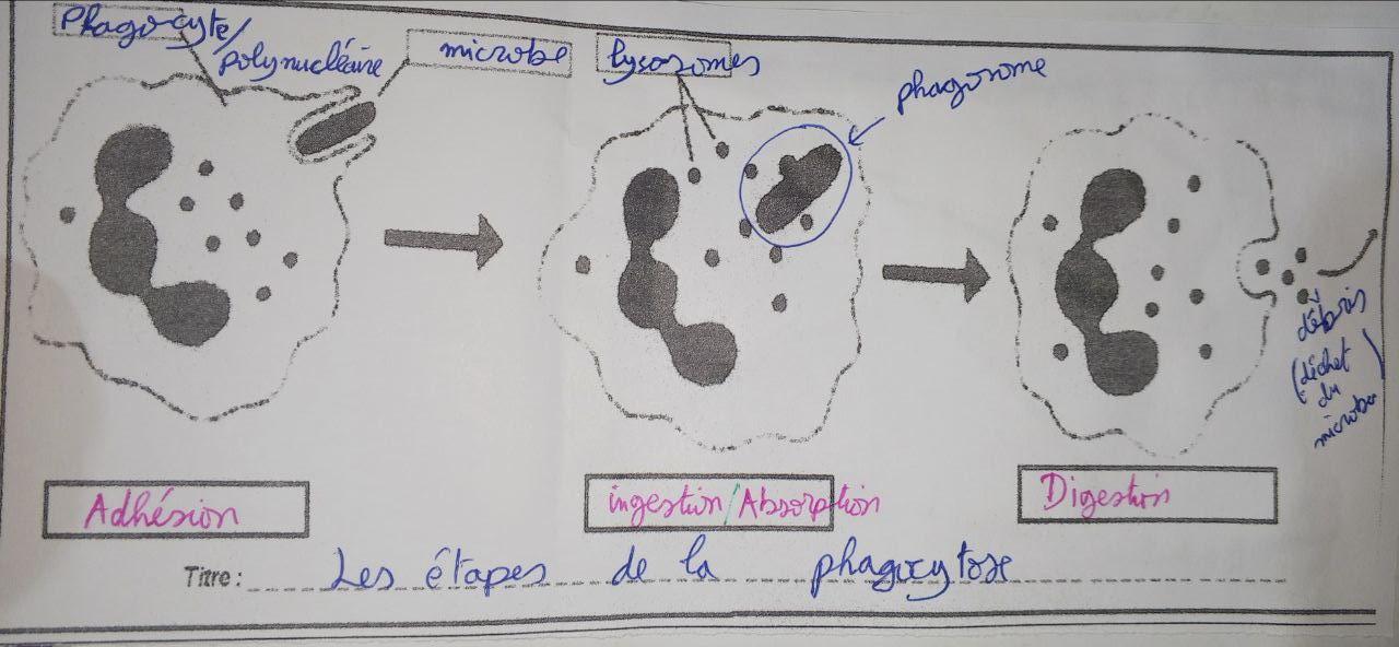 Phagocytose complète