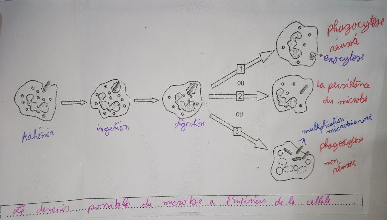 Phagocytose complète